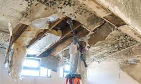 Mold Remediation for Vacation Homes in Belle Isle, FL